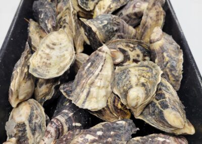 Photo of Buckley Bay BC oysters at Fall City Meats and Seafood