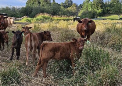 Photo of local ranch and cows