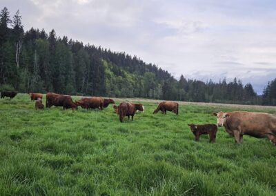 Photo of local ranch & cows